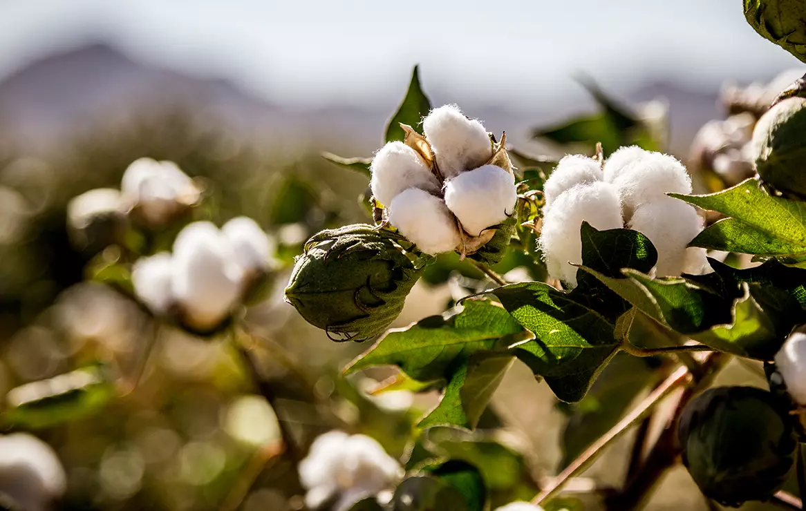 natural-organic-fabric